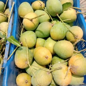 প্রিমিয়াম হিমসাগর আম - ১০ কেজি