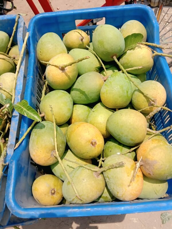 প্রিমিয়াম হিমসাগর আম - ১০ কেজি