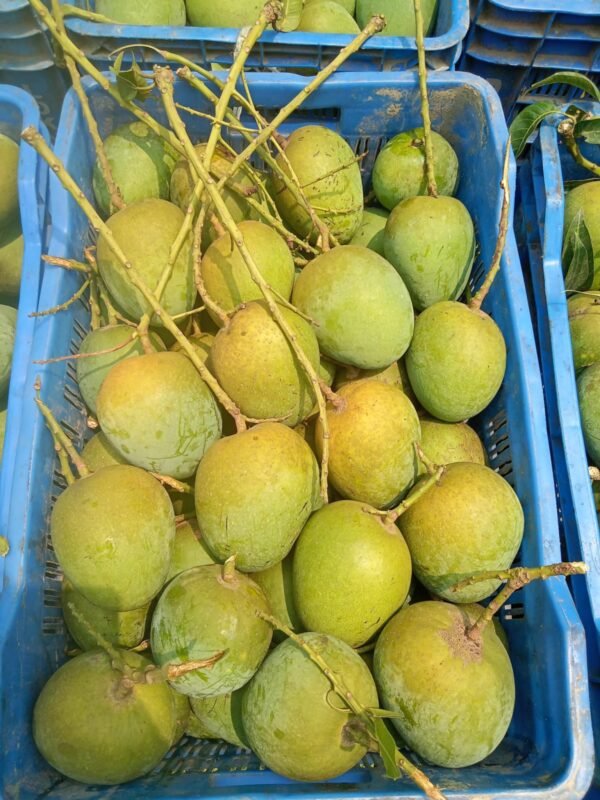 প্রিমিয়াম হিমসাগর আম - ২০ কেজি
